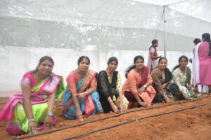 school teachers